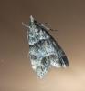 Eudonia mercurella